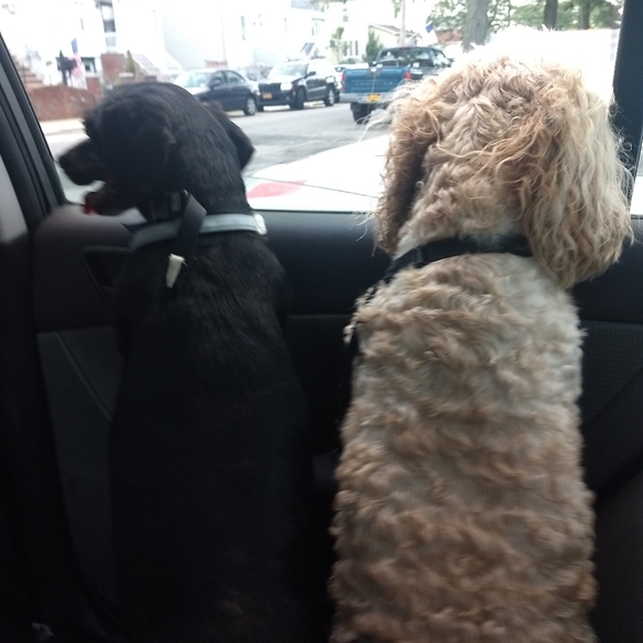 Meet your Posher, Allie - Picture 2 of 2